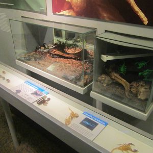 Jun. 2012-Emperor Scorpion + Glowing Emperor Scorpion exhibits