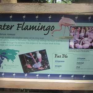 Jun. 2012-Flamingo sign
