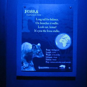 Jun. 2012-Fossa sign