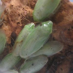 Jun. 2012-Green Leaf Cockroaches