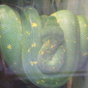 Jun. 2012-Green Tree Python