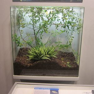 Jun. 2012-Green-leaf Katydid exhibit