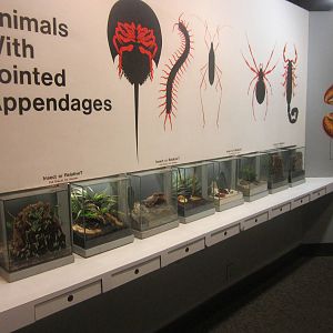 Jun. 2012-Insect or Relative exhibits