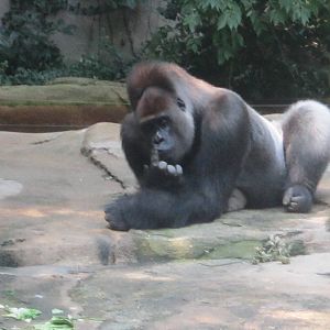 Jun. 2012-Kwashi, the Western Lowland Gorilla