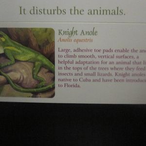 Jun. 2012-Anole sign