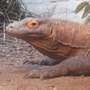 Jun. 2012-Hudo, the Komodo dragon