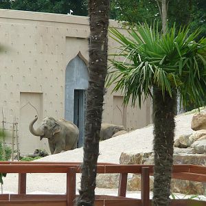 Asian elephant