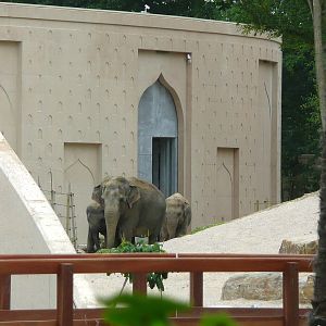 Asian elephant
