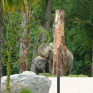 Asian elephant