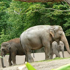 Asian elephant