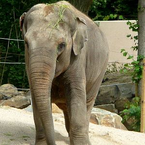 Asian elephant