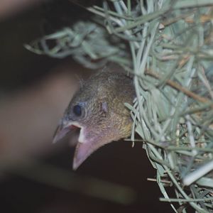 Village weaver bird chick