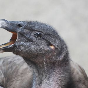 Female Andean condor