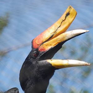 Sumatran rhinoceros hornbill