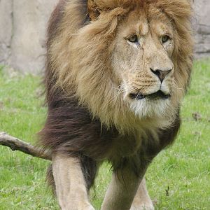 African lion