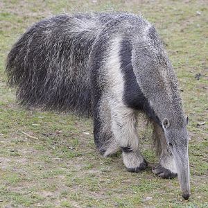 Giant anteater