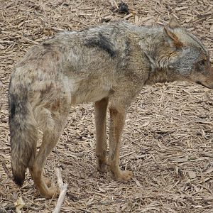 Iberian wolf