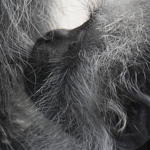 King colobus youngster suckling