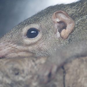 Belanger's tree shrew