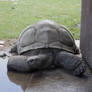 Seychelles giant tortoise