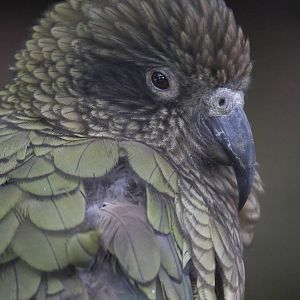 Kea