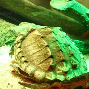 Alligator snapping turtle