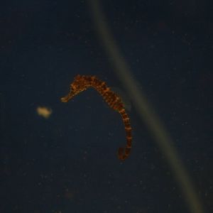 Big-bellied sea horse youngster
