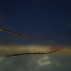 Pipefish youngsters