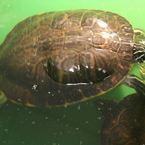 Mississippi map turtle