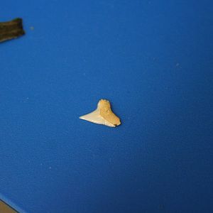Sandbar tooth