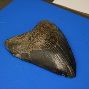Megalodon tooth