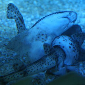 Unknown shark species