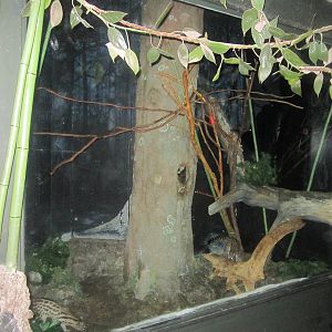 Jun. 2012-Large-spotted Genet exhibit