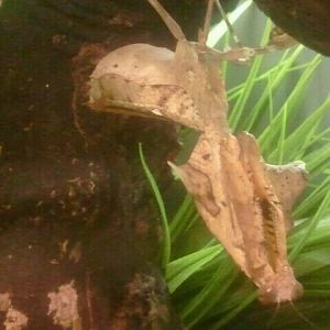 Jun. 2012-Dead-leaf Mantis