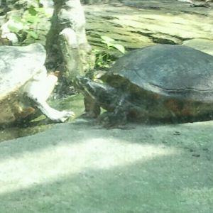 Jun. 2012-Florida Cooters