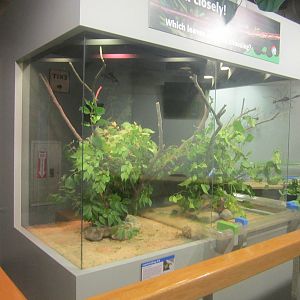 Jun. 2012-Second Leaf-cutter Ant exhibit