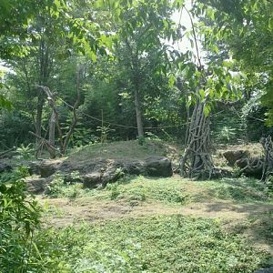 Jun. 2012-Left side of the Sumatran Orangutan exhibit