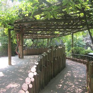 Jun. 2012-Western Lowland Gorilla exhibit viewing