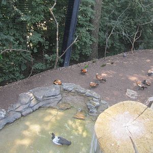 Jun. 2012-Magpie Goose, Ruddy Shelducks, and Ornate Lorikeets