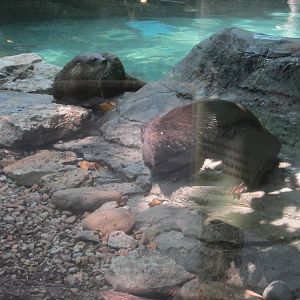Jun. 2012-Nero and Zoey the North American River Otters