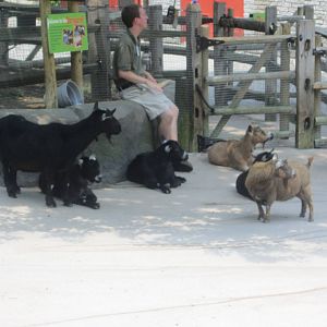 Jun. 2012-Nigerian Dwarf Goats