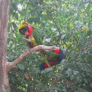 Jun. 2012-Sunset Lorikeet and Black-capped Lory