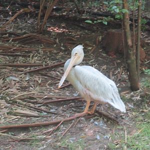 Jun. 2012-Pink-backed Pelican
