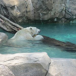 Jun. 2012-Berit, the female Polar Bear