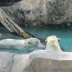 Jun. 2012-Berit and Little One, the Polar Bears