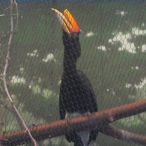 Jun. 2012-Rhinoceros Hornbill