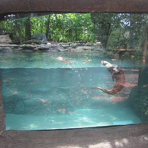 Jun. 2012-North American River Otter Underwater Viewing