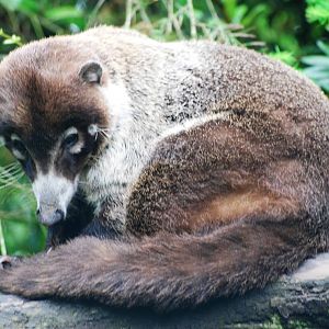 White-nosed Coati at Wissel Zoo, Epe, 01/06/12