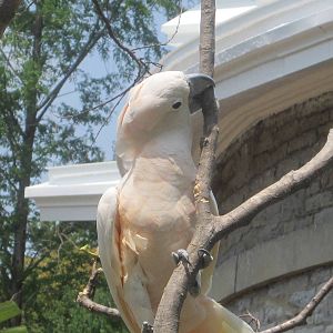 Jun. 2012-Sammy the Salmon-crested Cockatoo