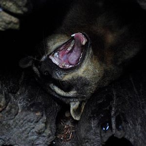 Crab-eating Raccoon at Wissel Zoo, Epe, 01/06/12